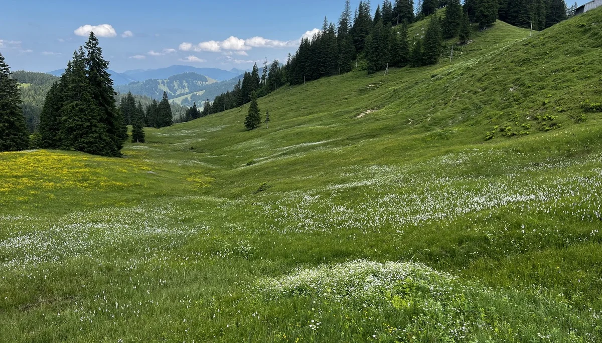 Am Rückweg von der Höllritzer Alpe - Blumenwiesen mit Wollgras | © DAV Augsburg Senioren