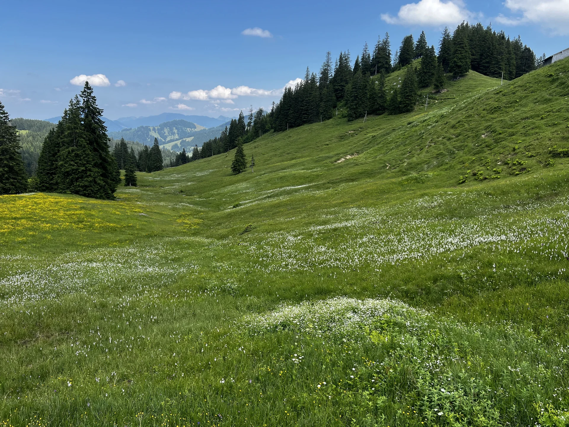 Am Rückweg von der Höllritzer Alpe - Blumenwiesen mit Wollgras | © DAV Augsburg Senioren