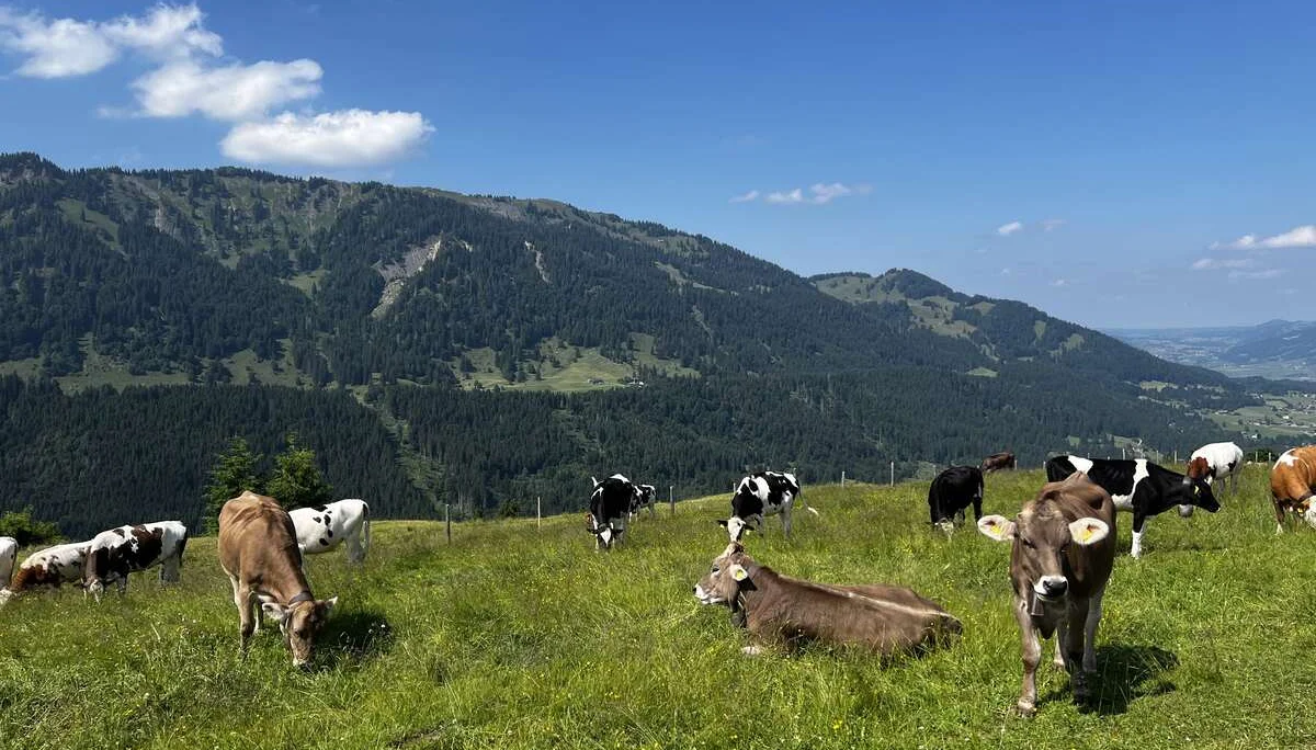 Am Rückweg von der Höllritzer Alpe - glückliche Kühe bei der Mittelberg-Alpe | © DAV Augsburg Senioren
