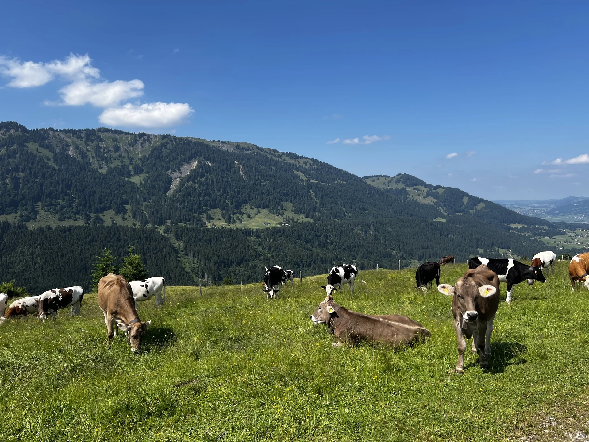 Am Rückweg von der Höllritzer Alpe - glückliche Kühe bei der Mittelberg-Alpe | © DAV Augsburg Senioren