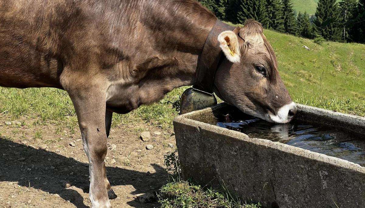Am Rückweg von der Höllritzer Alpe - glückliche Kühe bei der Mittelberg-Alpe | © DAV Augsburg Senioren