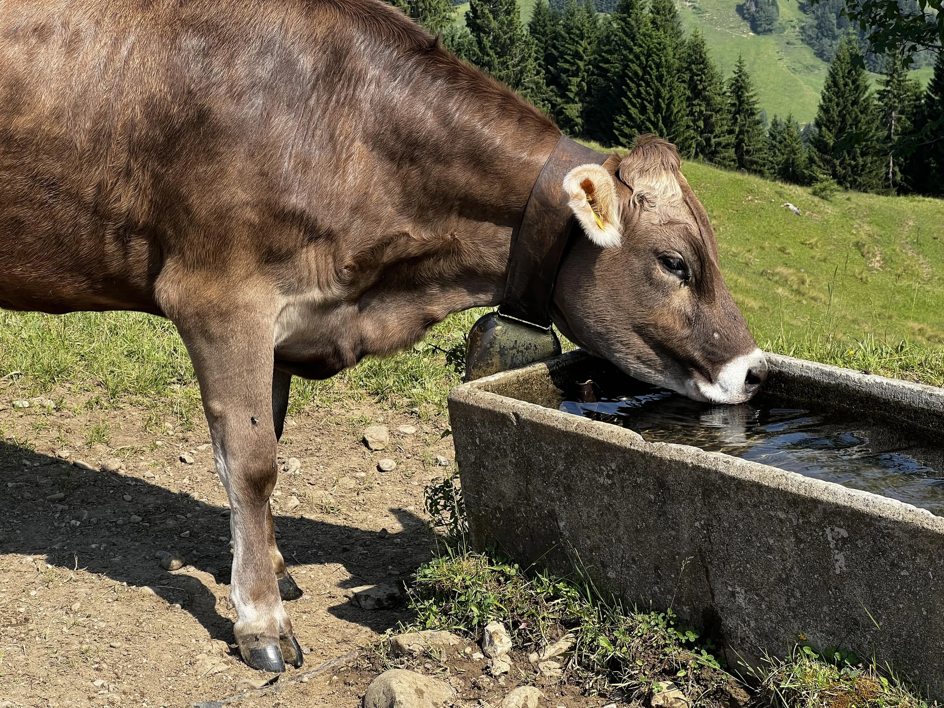 Am Rückweg von der Höllritzer Alpe - glückliche Kühe bei der Mittelberg-Alpe | © DAV Augsburg Senioren