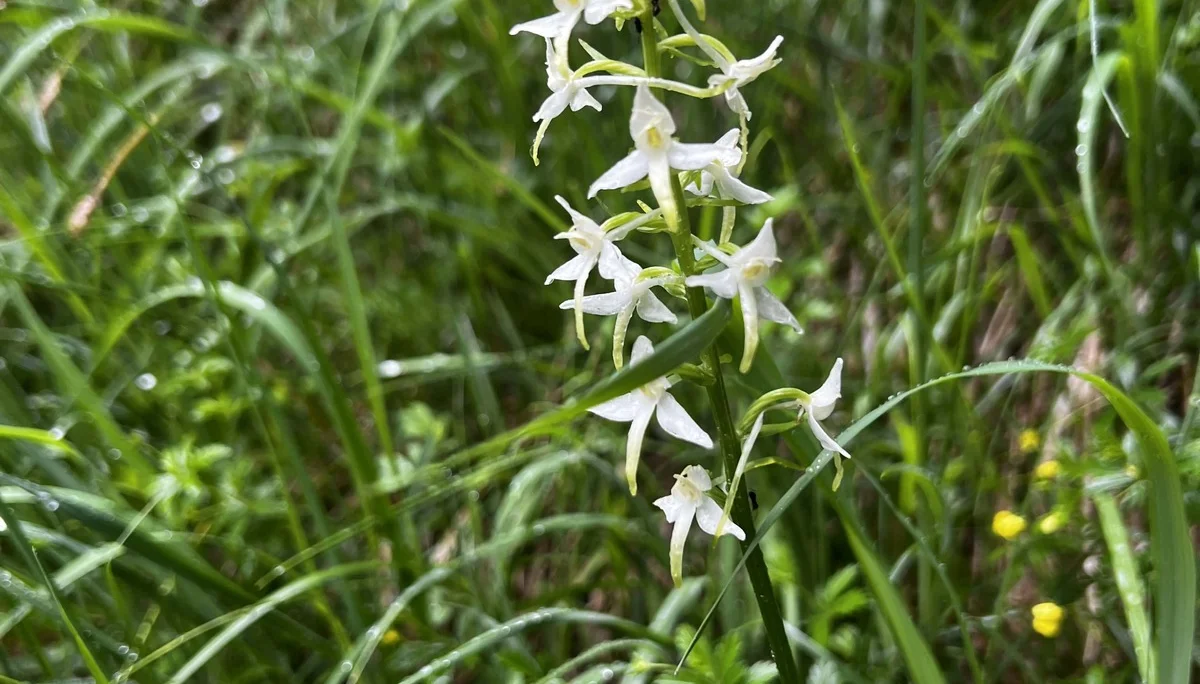 Aufstieg zum Falkenstein - Zweiblättrige Waldhyazinthe | © DAV Augsburg Senioren