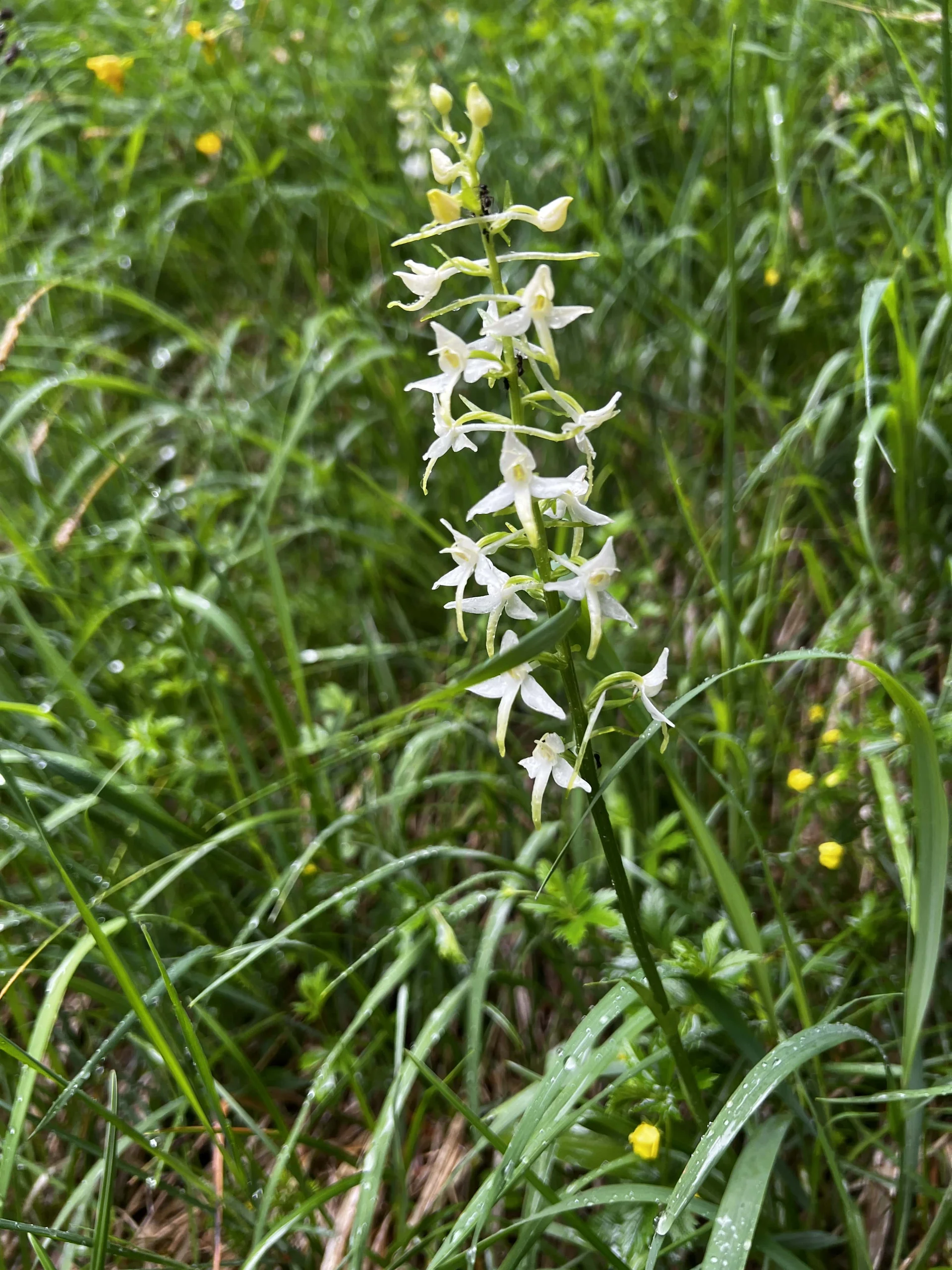 Aufstieg zum Falkenstein - Zweiblättrige Waldhyazinthe | © DAV Augsburg Senioren