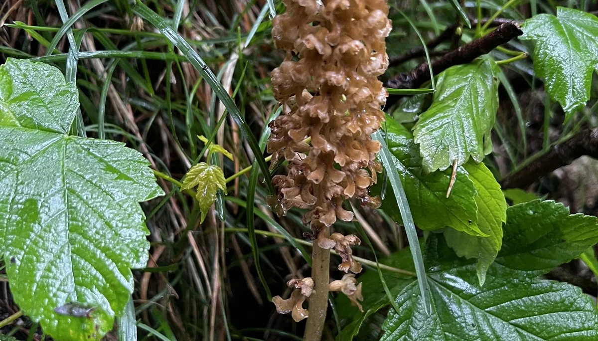 Aufstieg zum Falkenstein - Vogelnestwurz | © DAV Augsburg Senioren