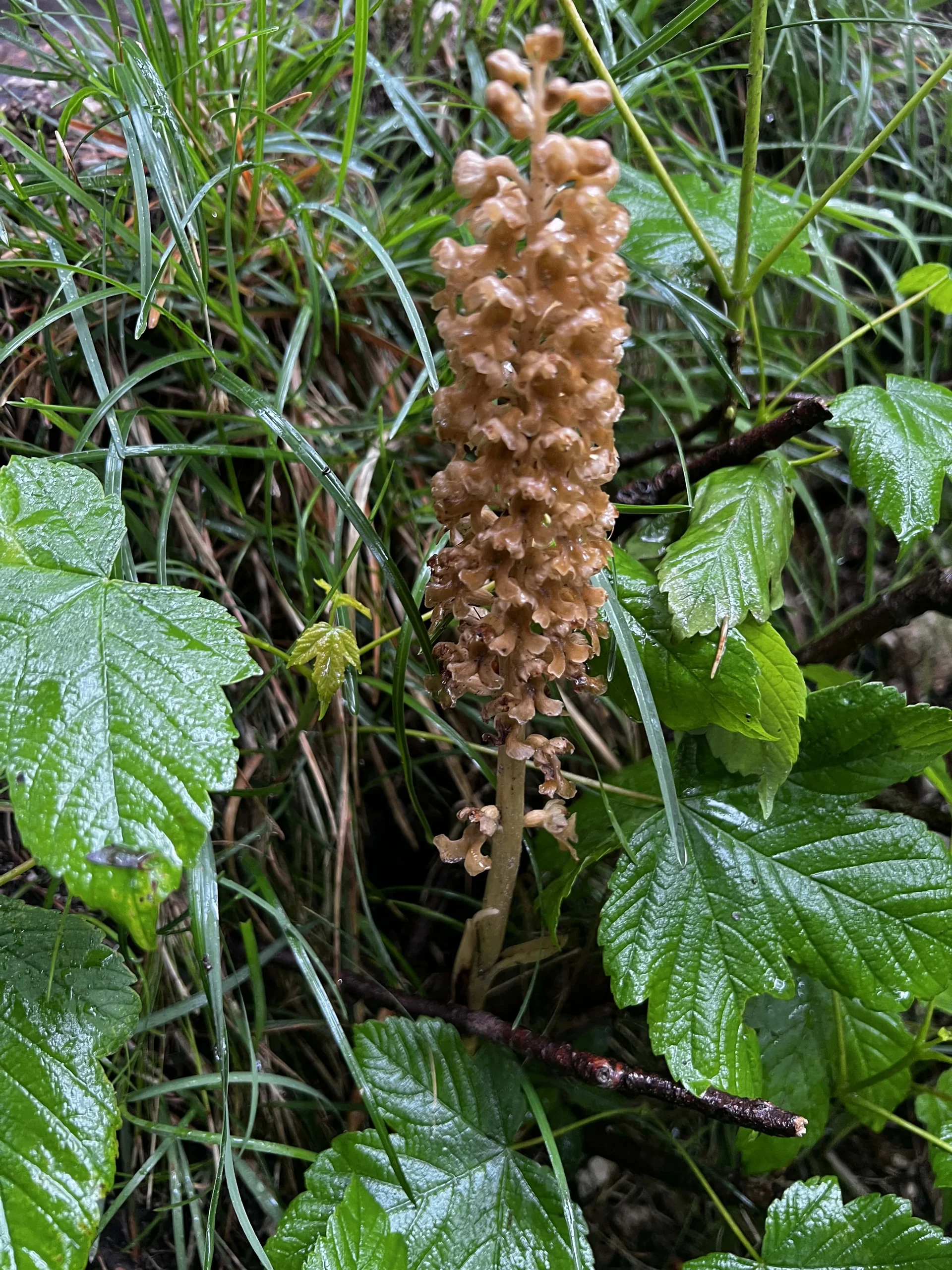 Aufstieg zum Falkenstein - Vogelnestwurz | © DAV Augsburg Senioren