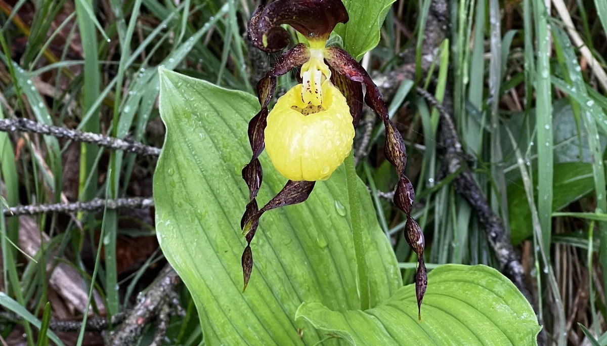 Frauenschuh am Aufstieg zum Zirmgrat | © DAV Augsburg Senioren