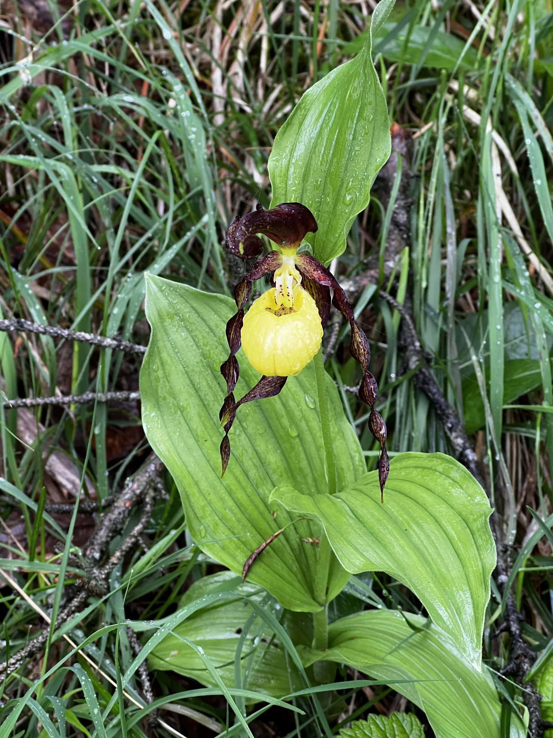 Frauenschuh am Aufstieg zum Zirmgrat | © DAV Augsburg Senioren