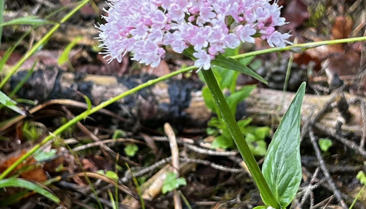 Aufstieg zum Zirmgrat - Bergbaldrian | © DAV Augsburg Senioren