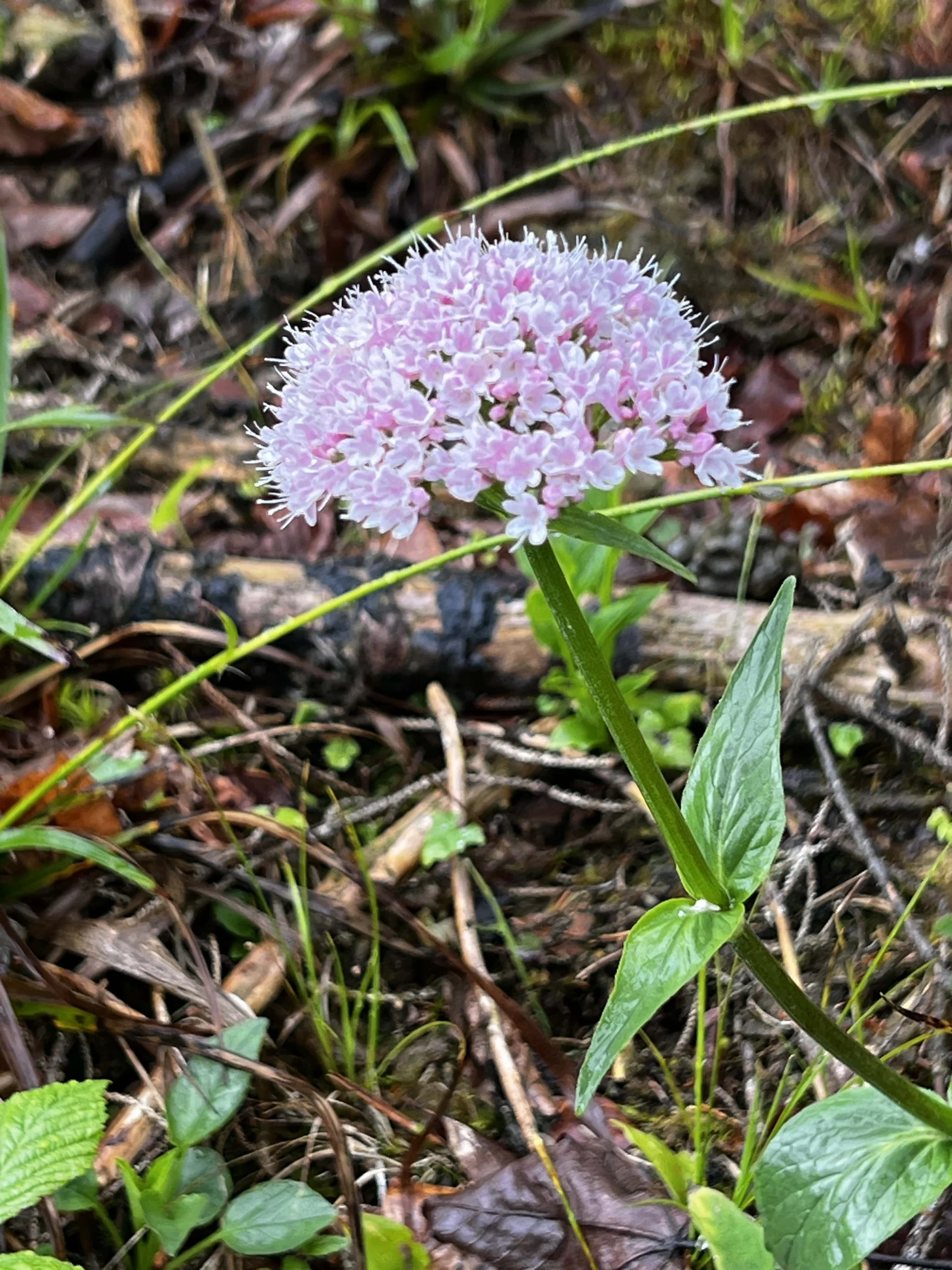 Aufstieg zum Zirmgrat - Bergbaldrian | © DAV Augsburg Senioren