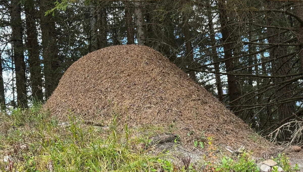 Almenrunde Dorfgastein | © DAV Augsburg Senioren