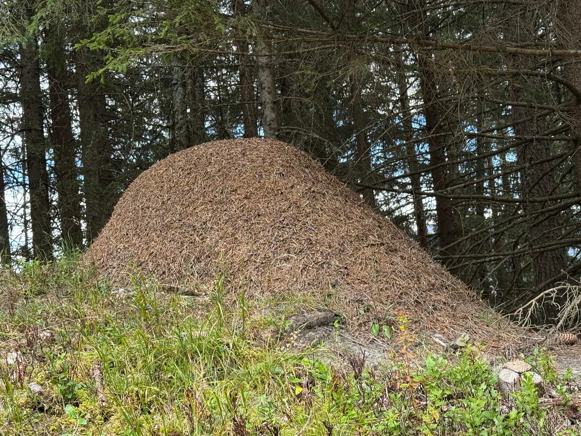 Almenrunde Dorfgastein | © DAV Augsburg Senioren