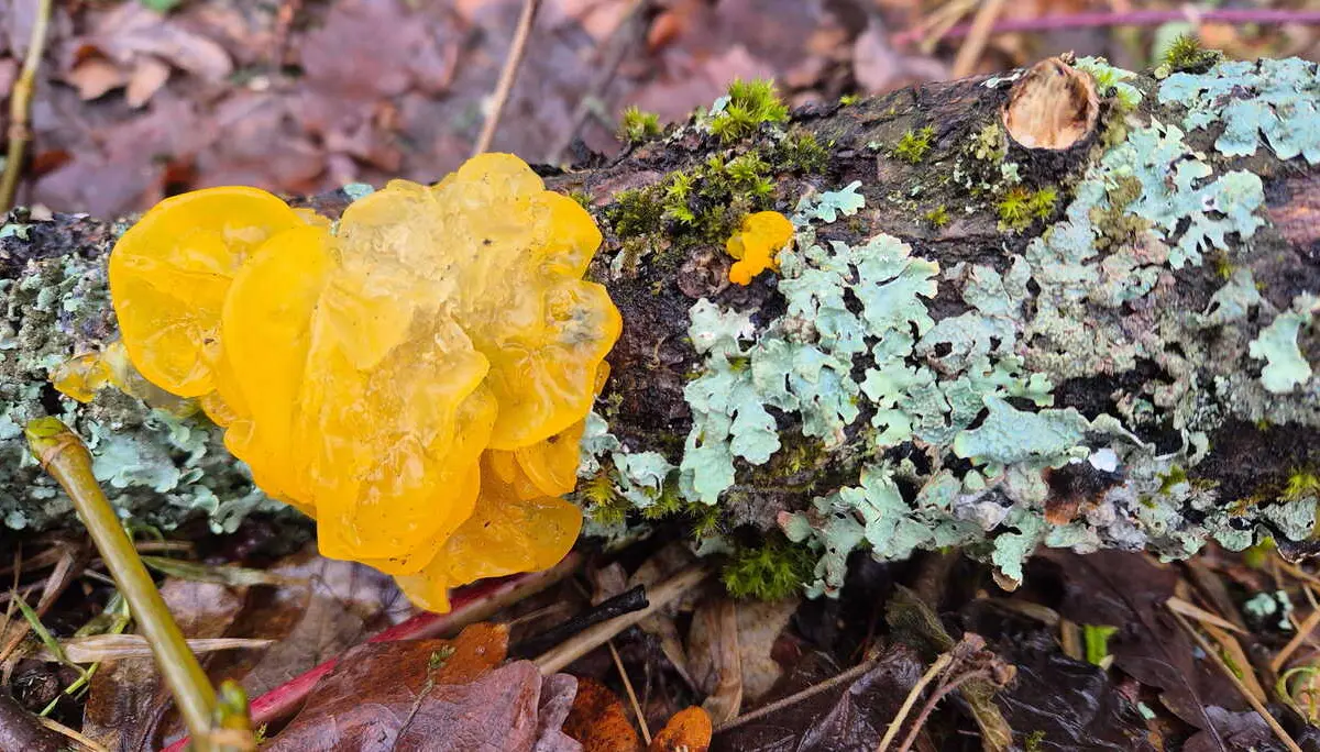 Goldgelber Zitterling (Tremella mesenterica) | © DAV Augsburg Senioren