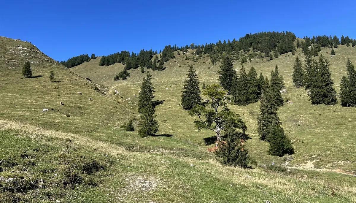 Bei der Lechneralm - Blick auf die Aufstiegsroute zur Rampoldplatte | © DAV Augsburg Senioren