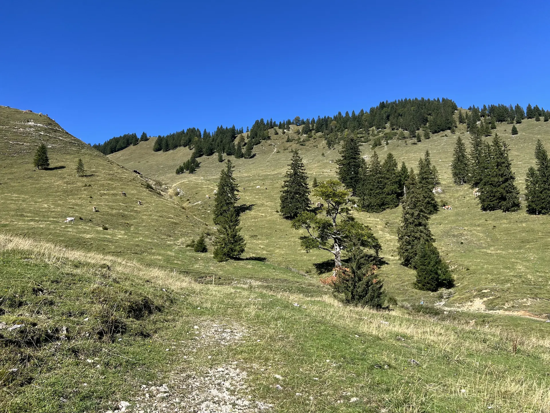 Bei der Lechneralm - Blick auf die Aufstiegsroute zur Rampoldplatte | © DAV Augsburg Senioren