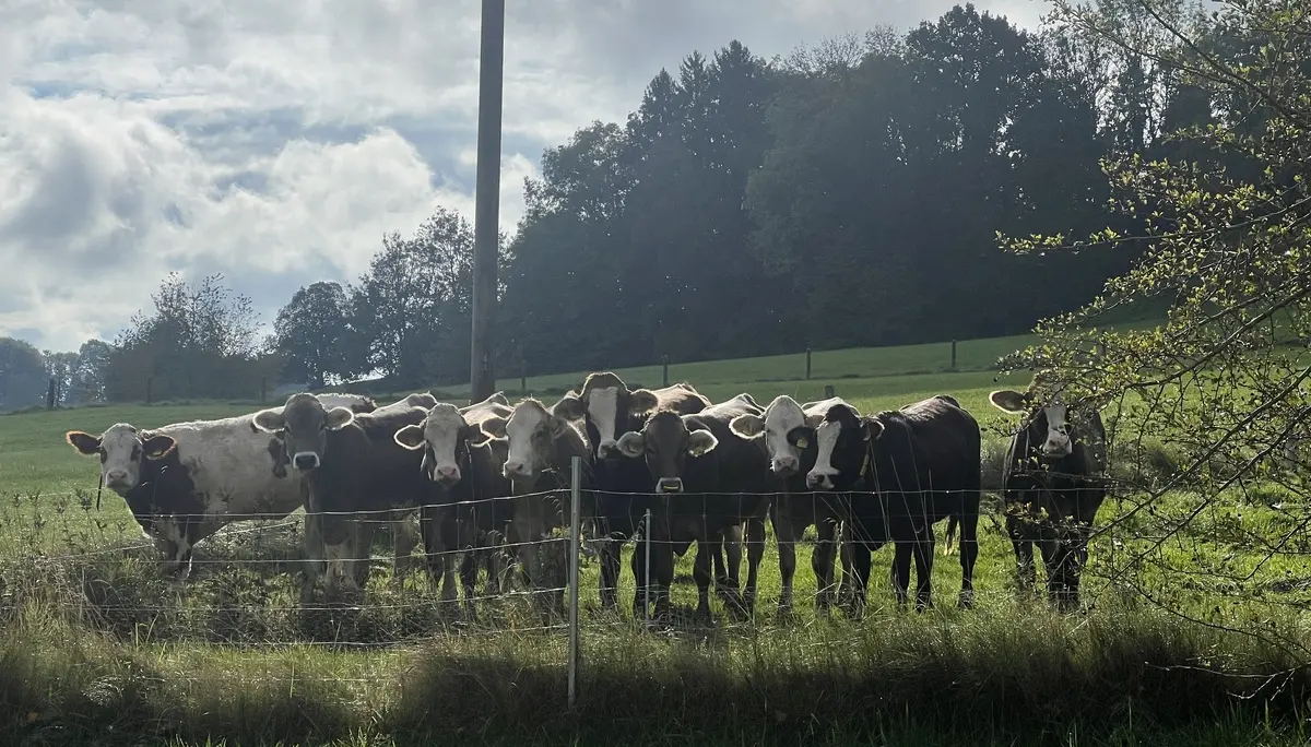 Aufmerksame Kälber im Motzbachtal | © DAV Augsburg Senioren
