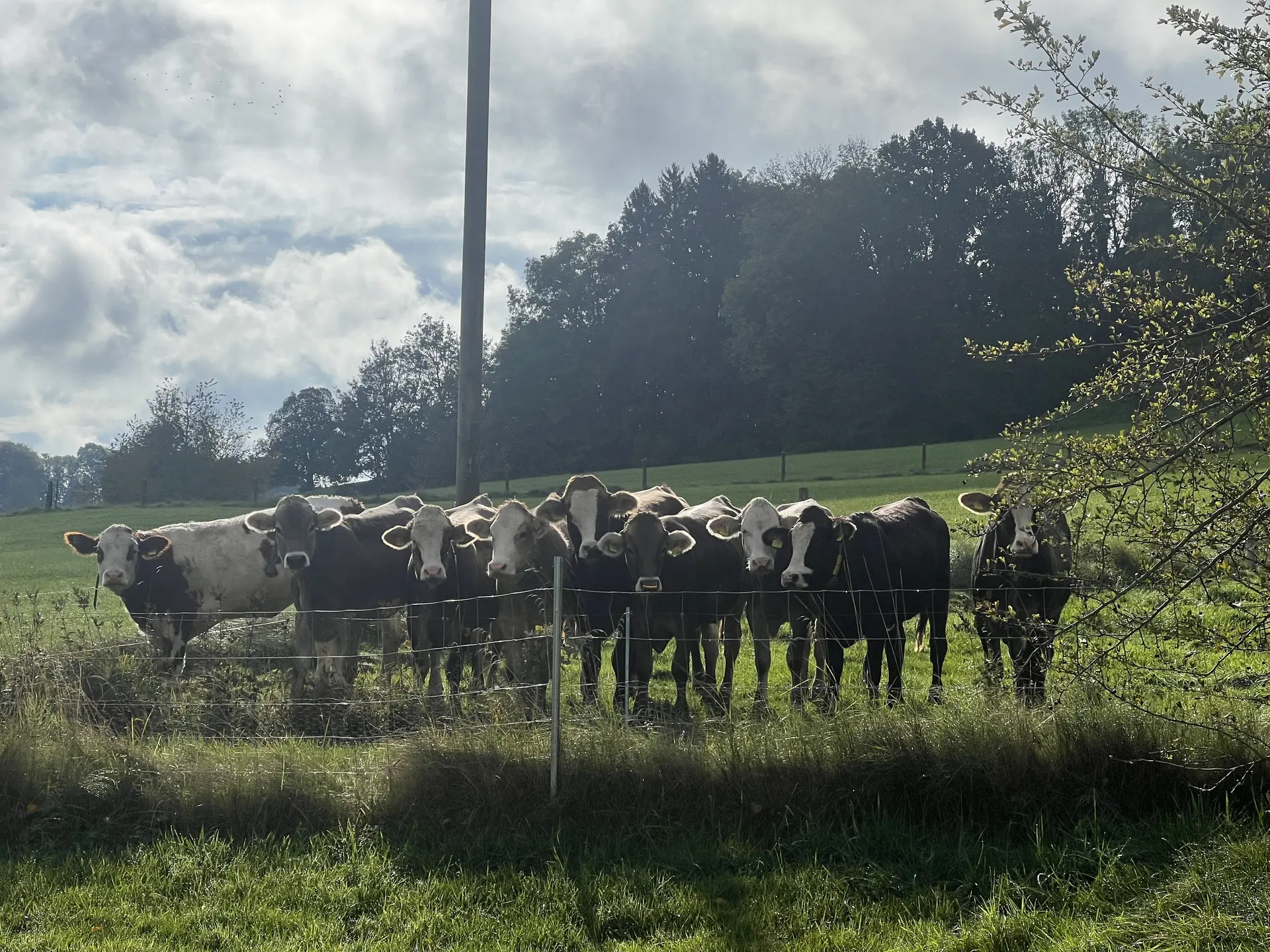 Aufmerksame Kälber im Motzbachtal | © DAV Augsburg Senioren