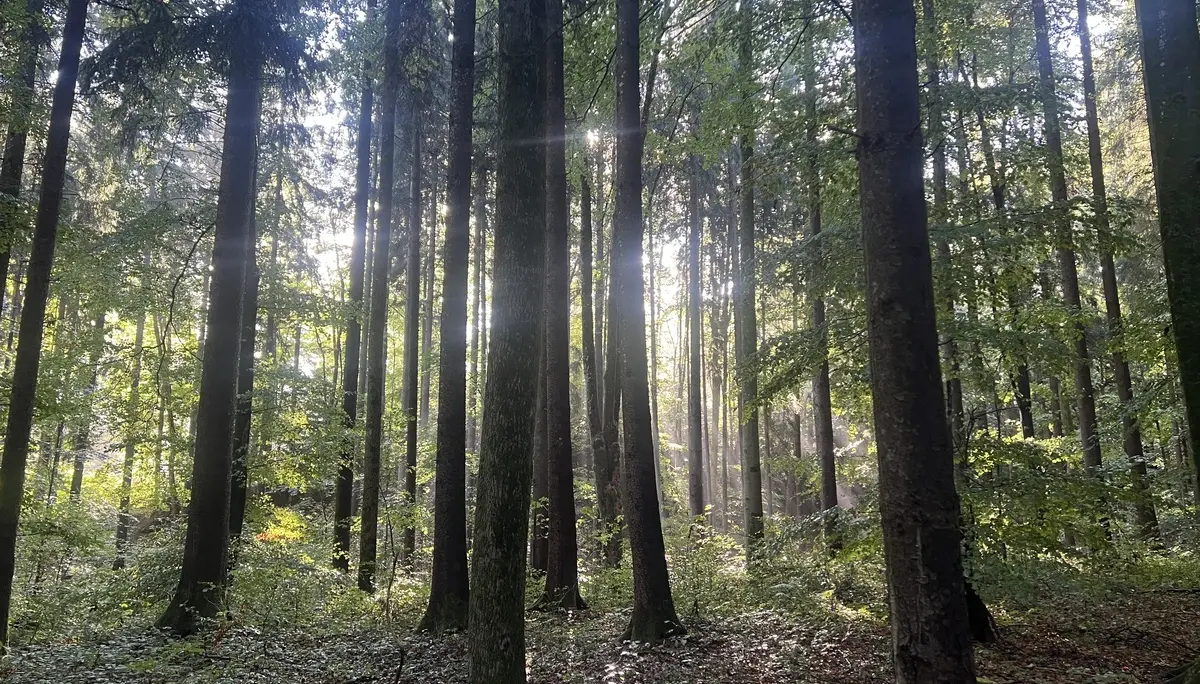 Morgensonne im Bannwald Ottobeuren | © DAV Augsburg Senioren