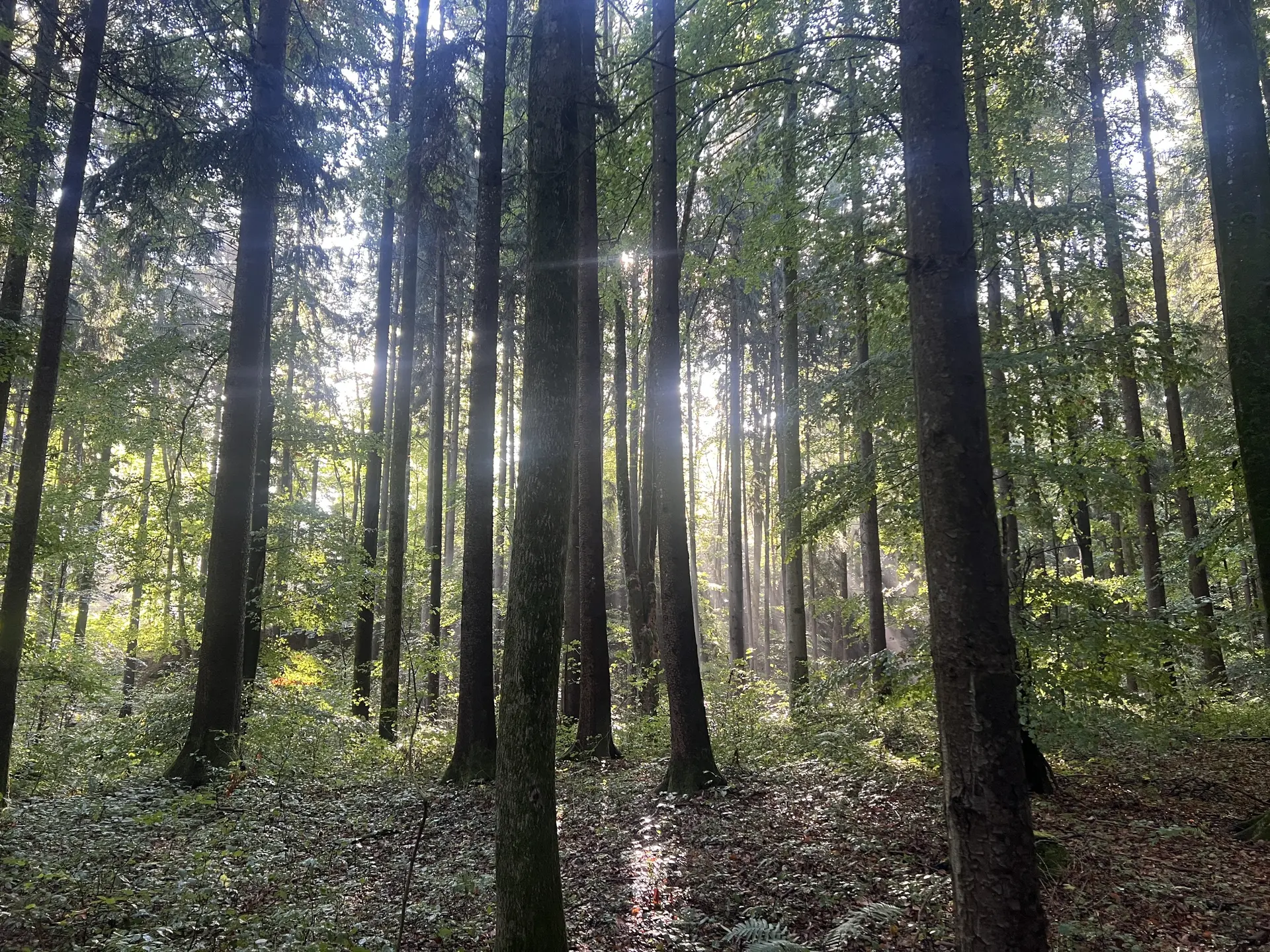 Morgensonne im Bannwald Ottobeuren | © DAV Augsburg Senioren