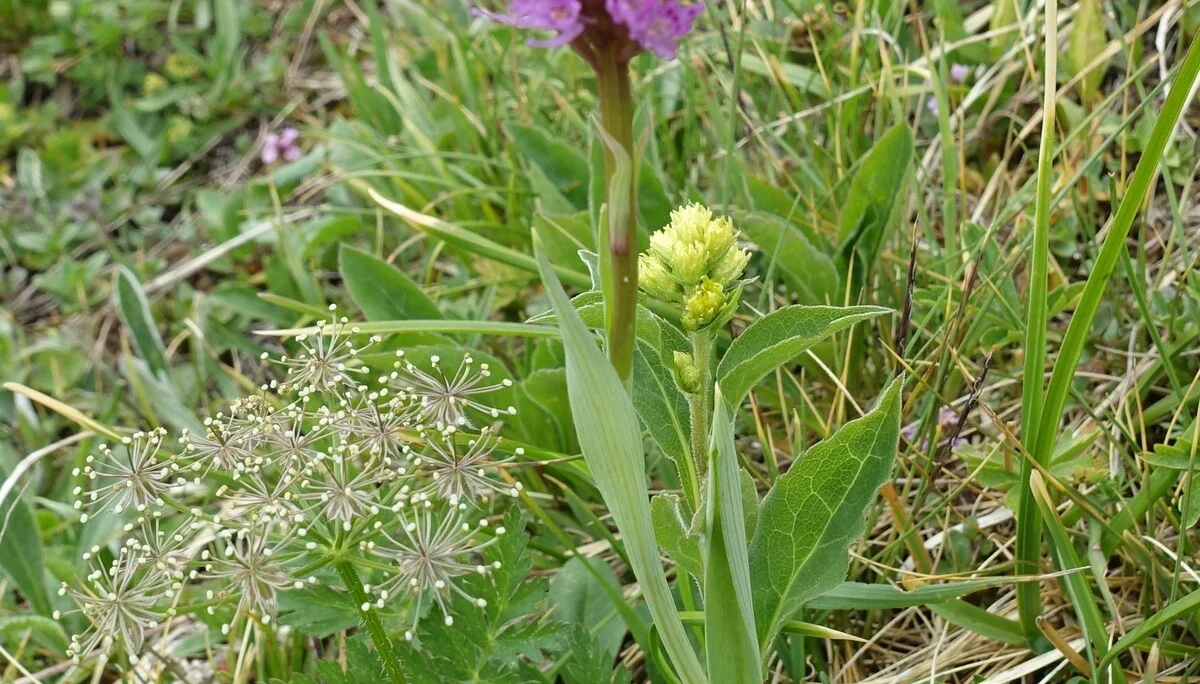 Rosa Kugelorchis | © DAV Augsburg Senioren