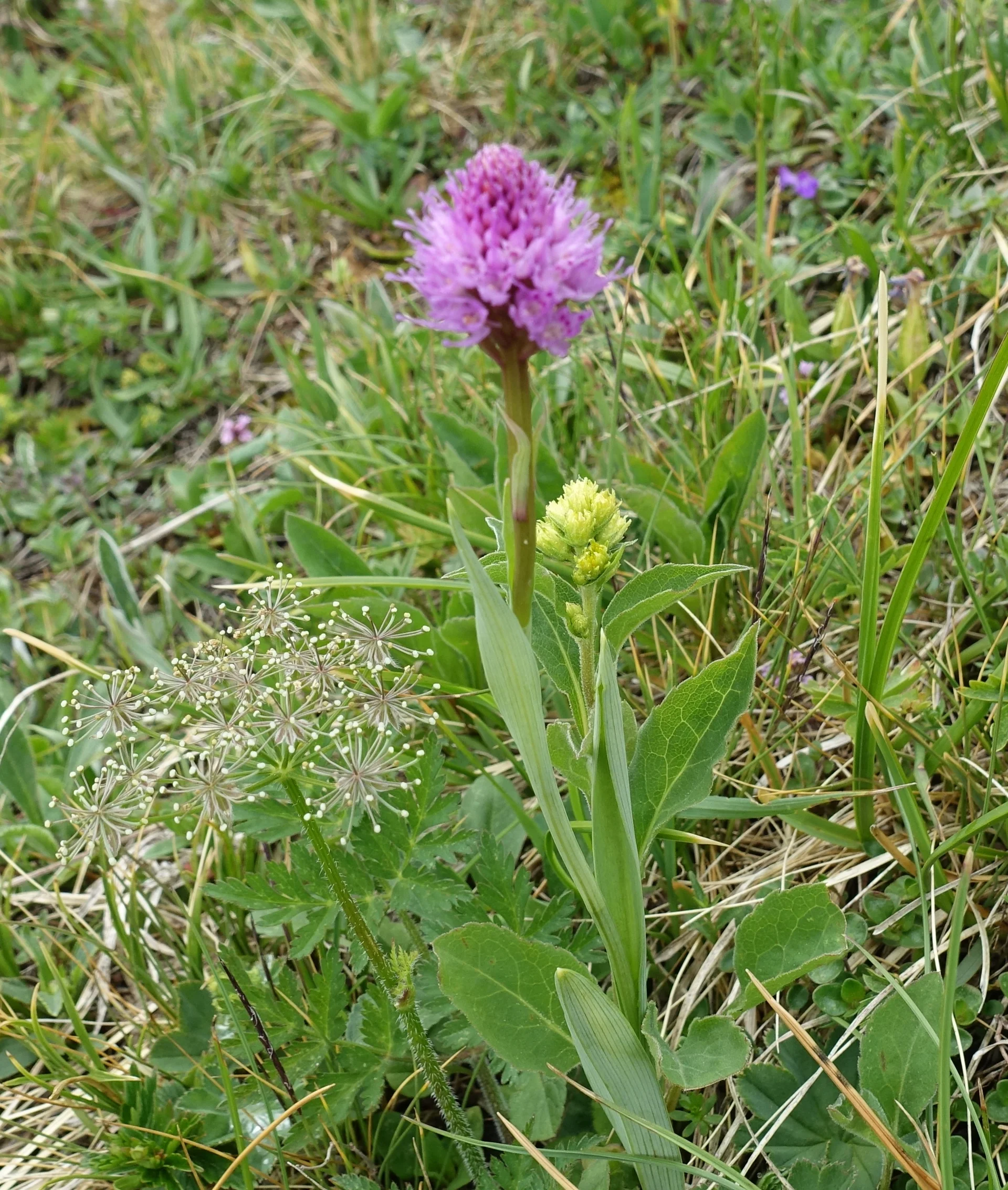 Rosa Kugelorchis | © DAV Augsburg Senioren
