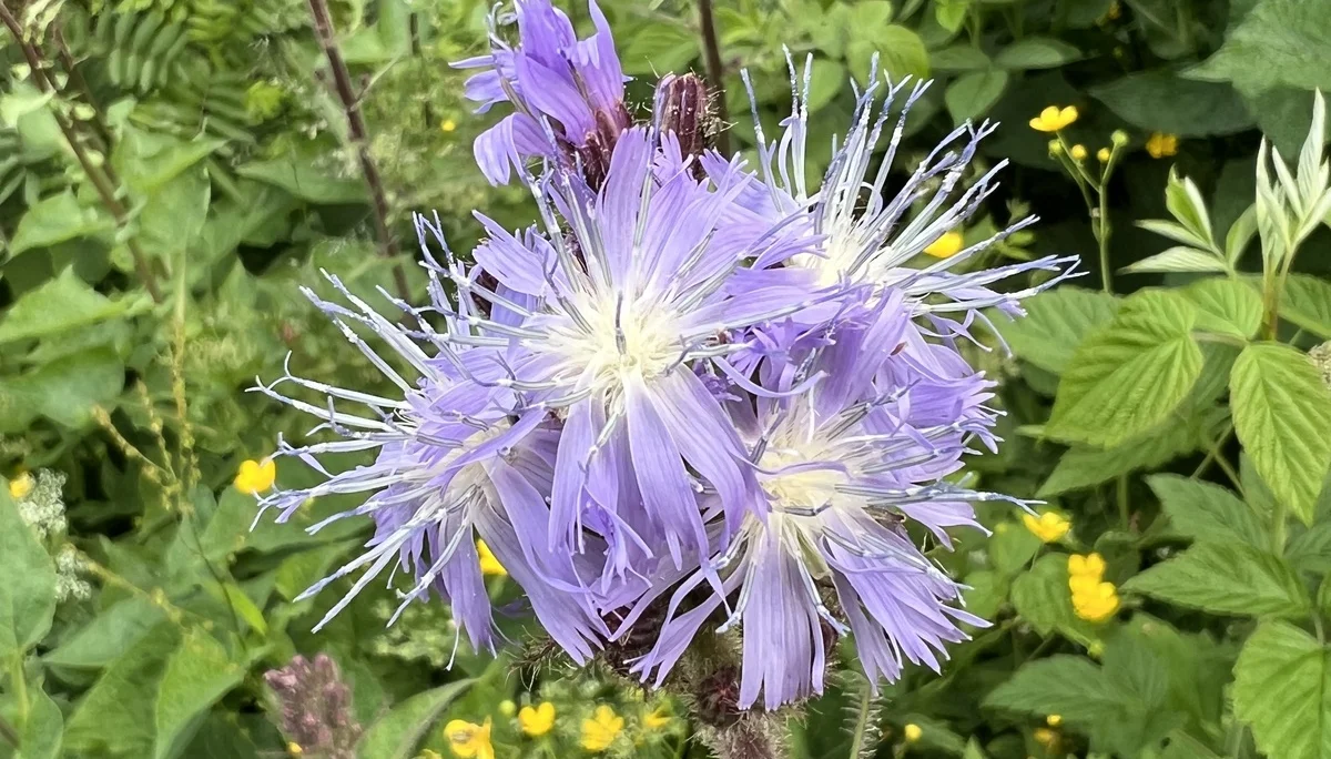 Milchlattich | © DAV Augsburg Senioren