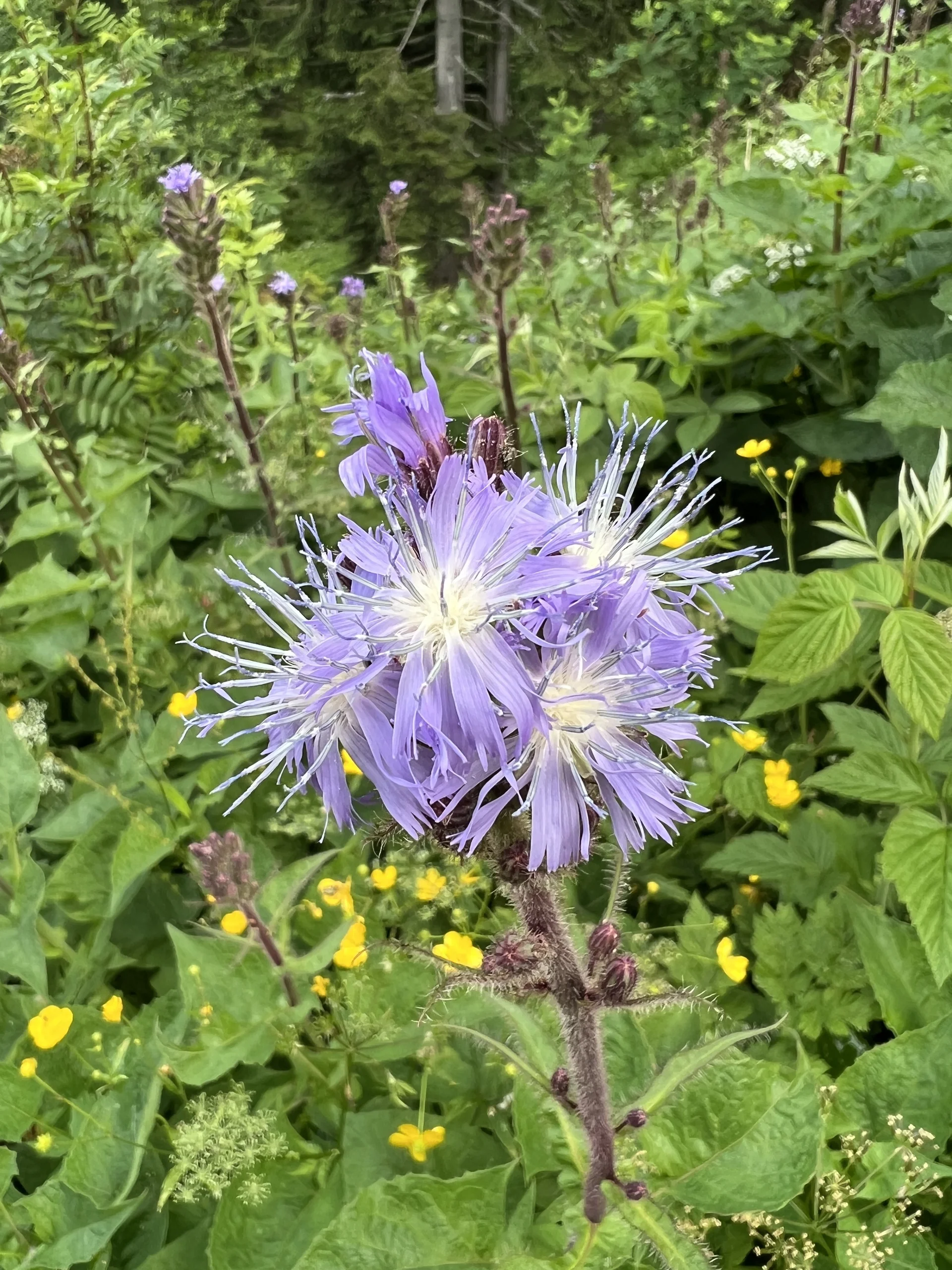 Milchlattich | © DAV Augsburg Senioren