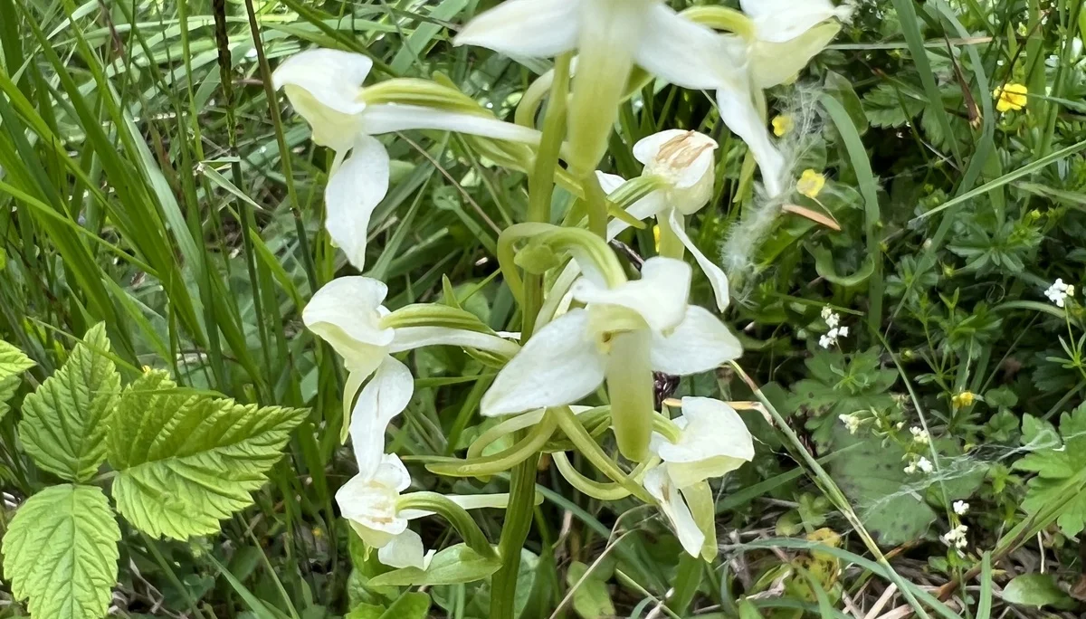 Waldhyazinthe | © DAV Augsburg Senioren