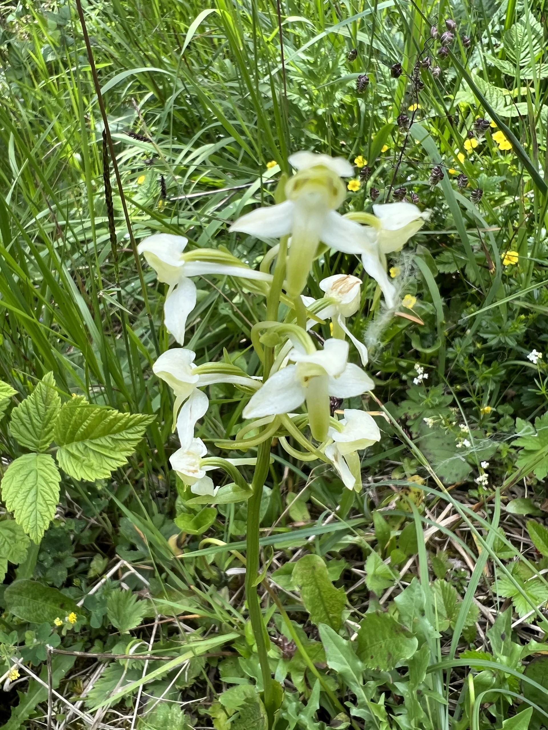 Waldhyazinthe | © DAV Augsburg Senioren