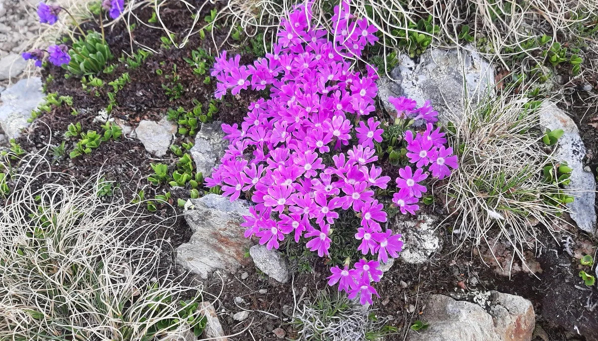 Gr. B Speikboden-Panoramaweg / stengelloses Leimkraut | © DAV-Augsburg Senioren