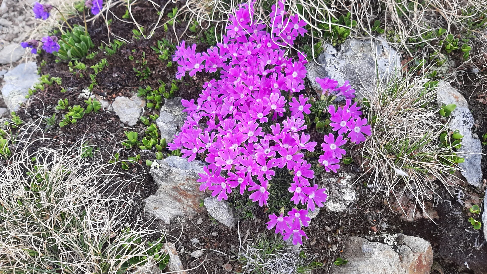 Gr. B Speikboden-Panoramaweg / stengelloses Leimkraut | © DAV-Augsburg Senioren