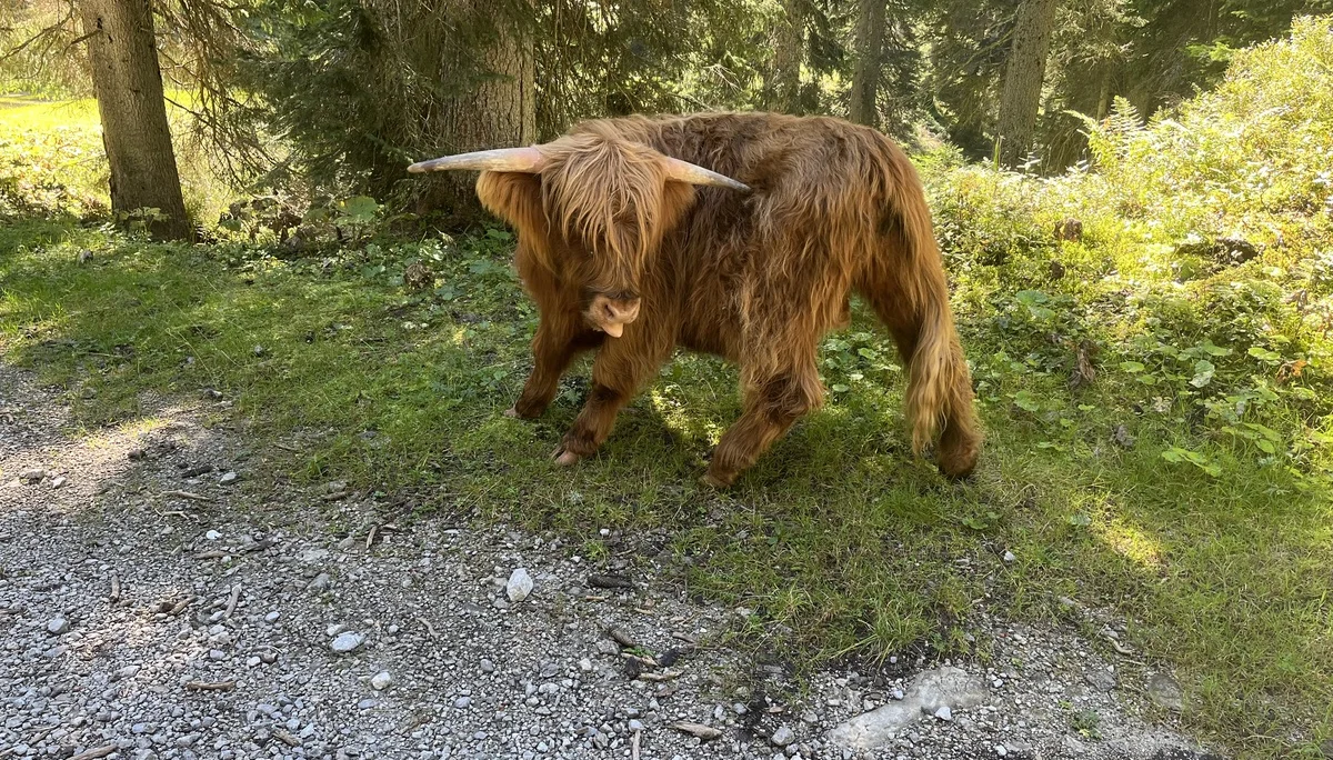 Gr. C Zottelige Wegbegleitung | © DAV Augsburg Senioren