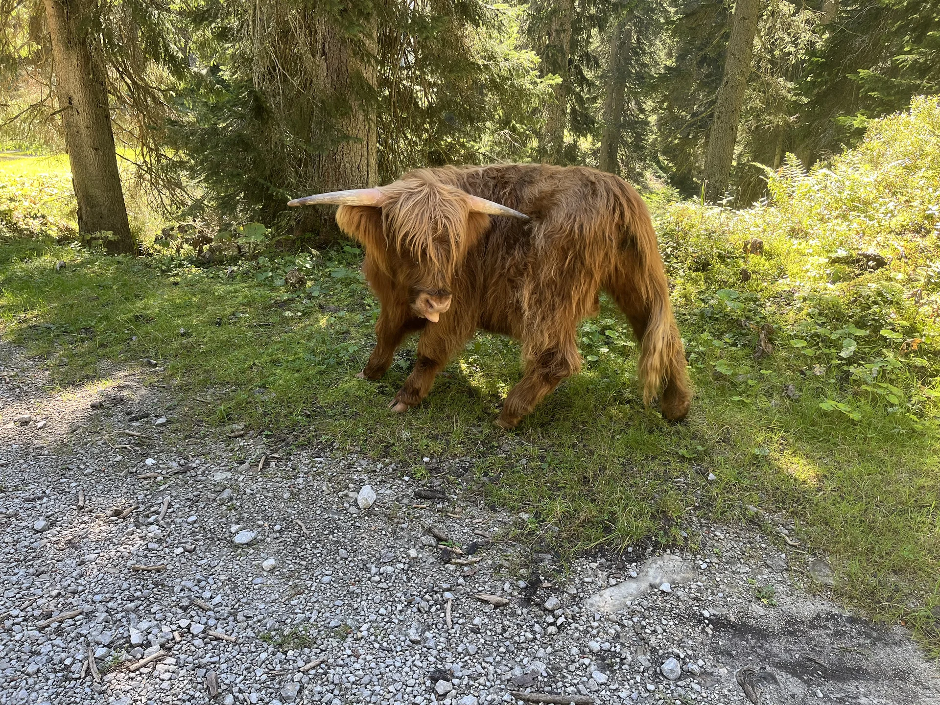 Gr. C Zottelige Wegbegleitung | © DAV Augsburg Senioren