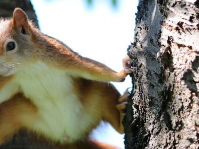 Eichhörnchen | © Gerhard auf Pixabay 