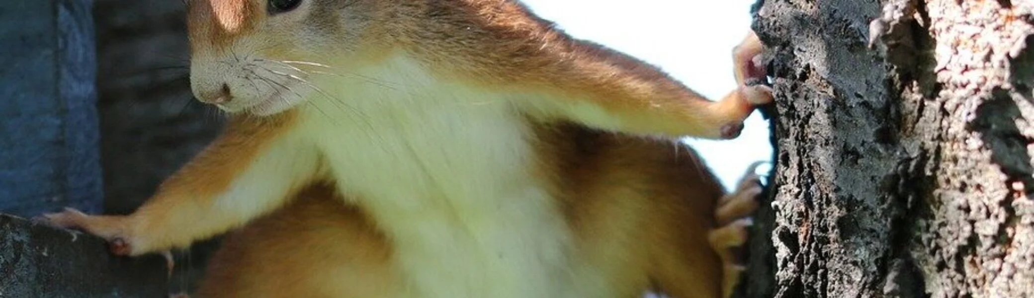 Eichhörnchen | © Gerhard auf Pixabay 