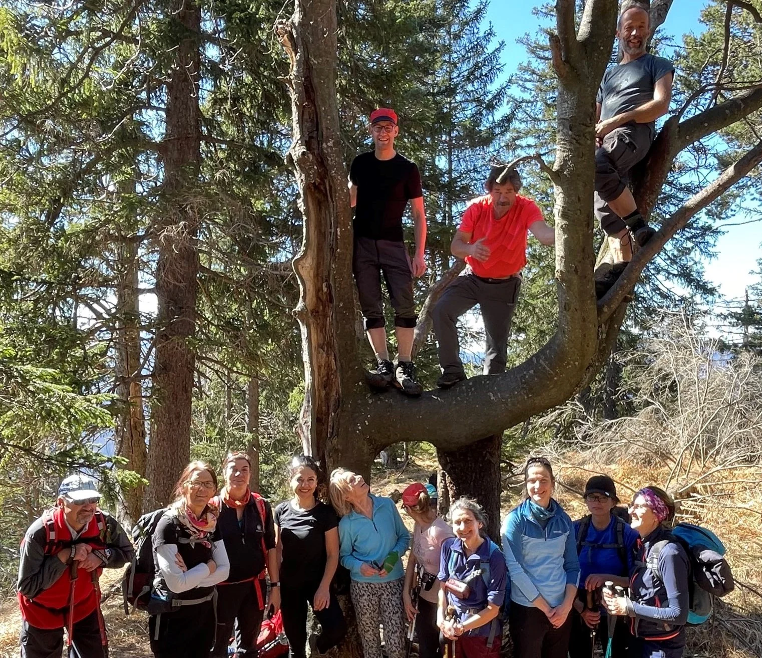 Ein außergewöhnlicher Baum wird erklettert. | © DAV Augsburg Unterwegsgruppe