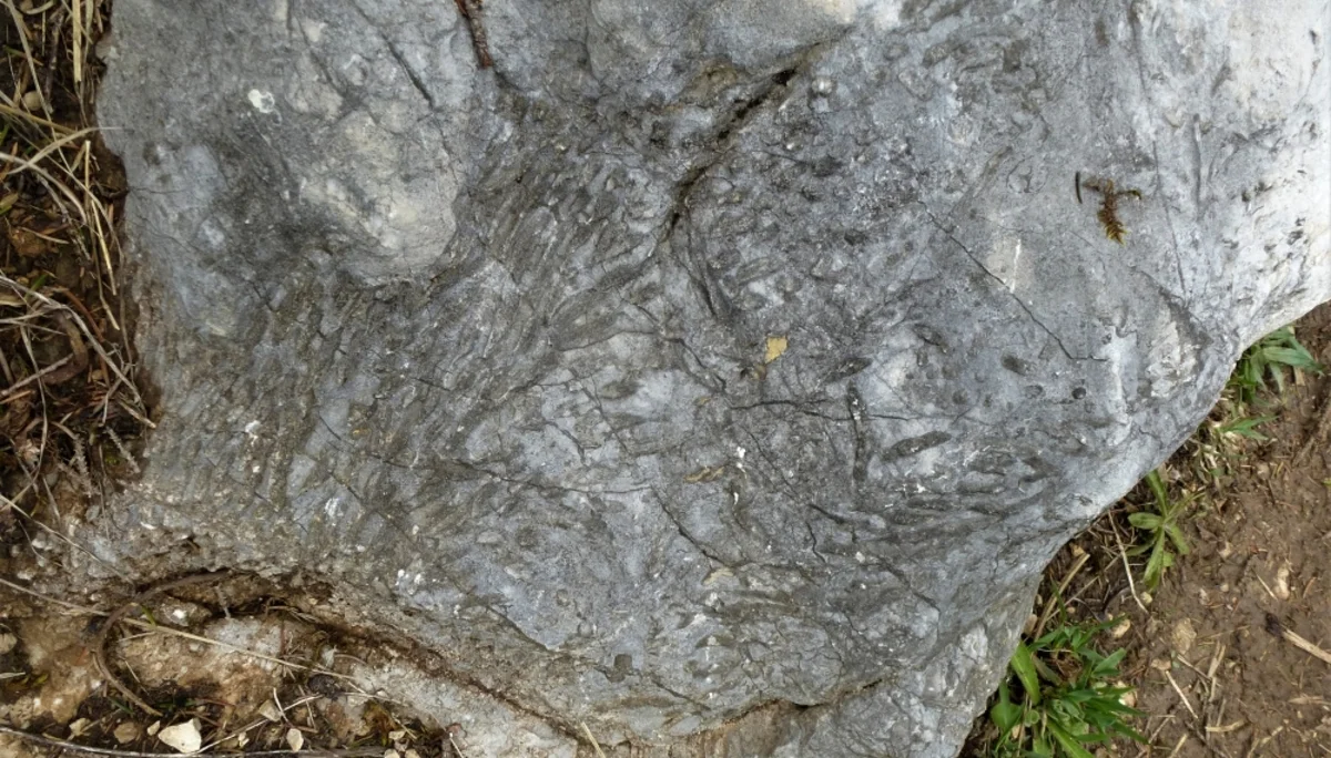 Ein Korallenstock ist im Gestein erkennbar. | © DAV Augsburg Unterwegsgruppe Gotlind
