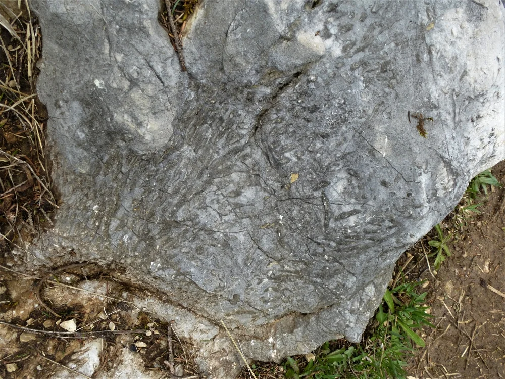 Ein Korallenstock ist im Gestein erkennbar. | © DAV Augsburg Unterwegsgruppe Gotlind