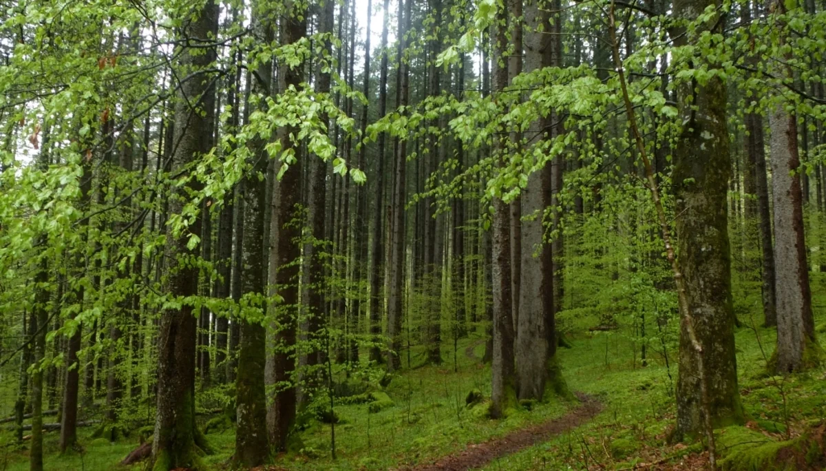 Der Laubwald hat lindgrüne Blätter. | © DAV Augsburg Unterwegsgruppe Gotlind