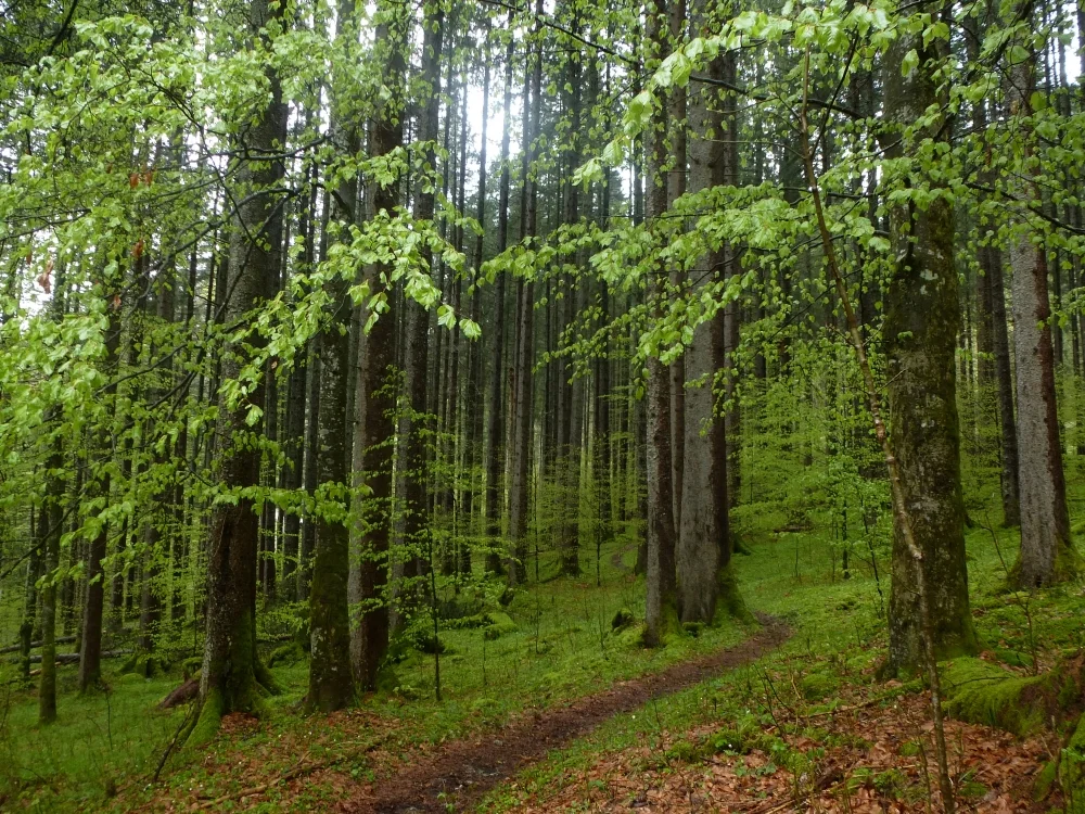 Der Laubwald hat lindgrüne Blätter. | © DAV Augsburg Unterwegsgruppe Gotlind