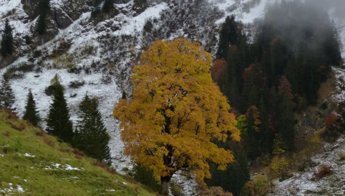 Ein Baum leuchtet in Herbstfarben. | © DAV Augsburg Unterwegsgruppe Gotlind