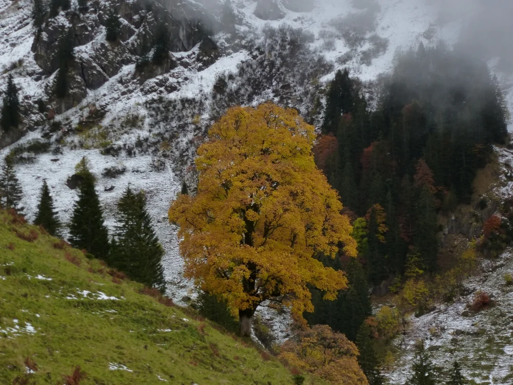 Ein Baum leuchtet in Herbstfarben. | © DAV Augsburg Unterwegsgruppe Gotlind