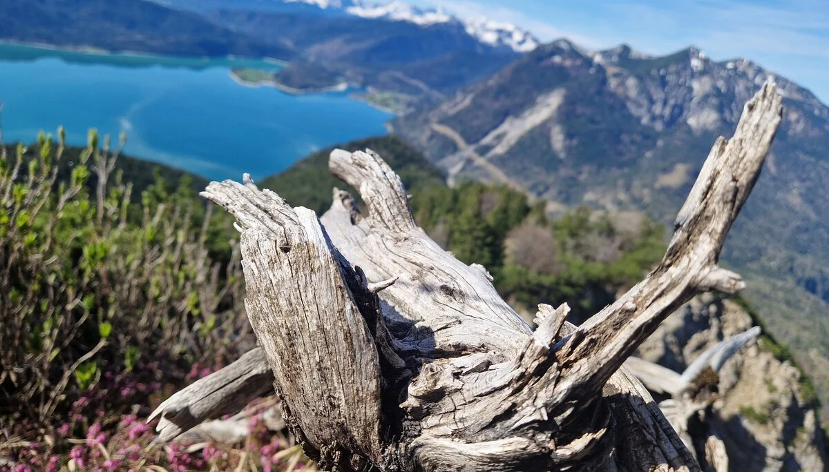 Wurzeln und Berge | © Özlem Akar