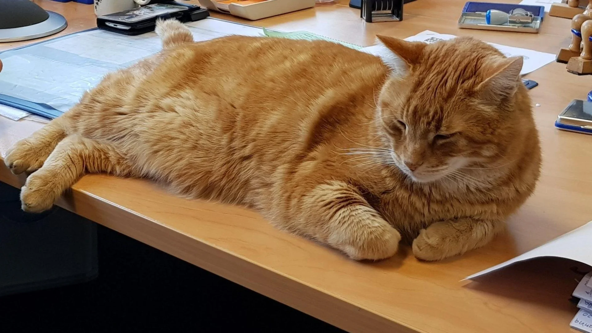 CampusCat-Augsburg | © CampusCat-Augsburg