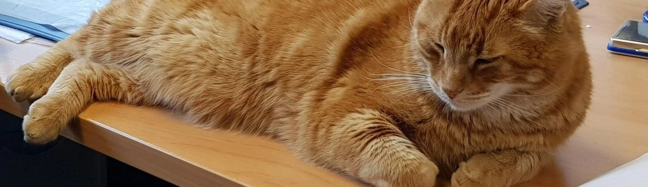 CampusCat-Augsburg | © CampusCat-Augsburg