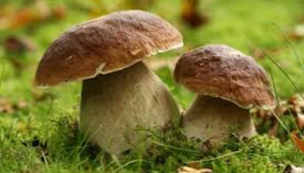 © Otto Schwegler Hütte