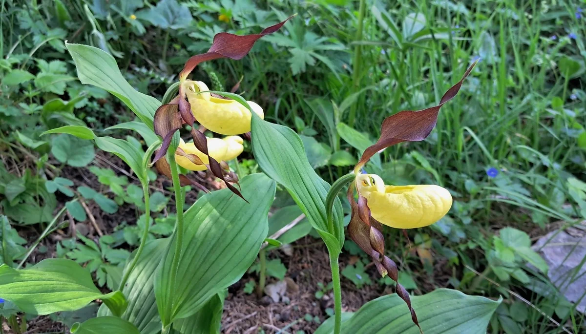 Frauenschuh | © Johanna Becker