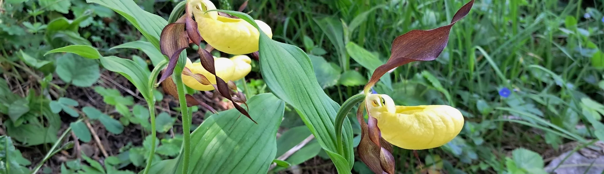 Frauenschuh | © Johanna Becker