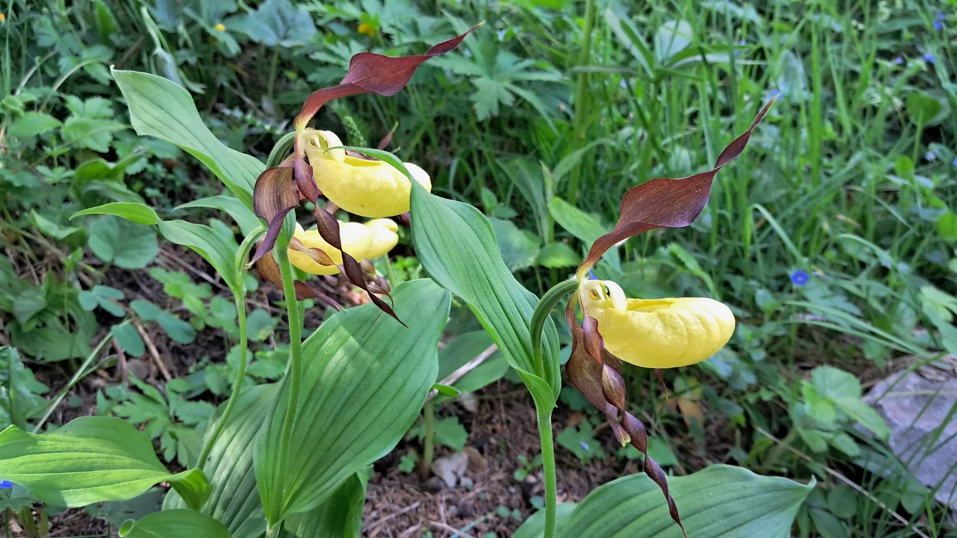 Frauenschuh | © Johanna Becker