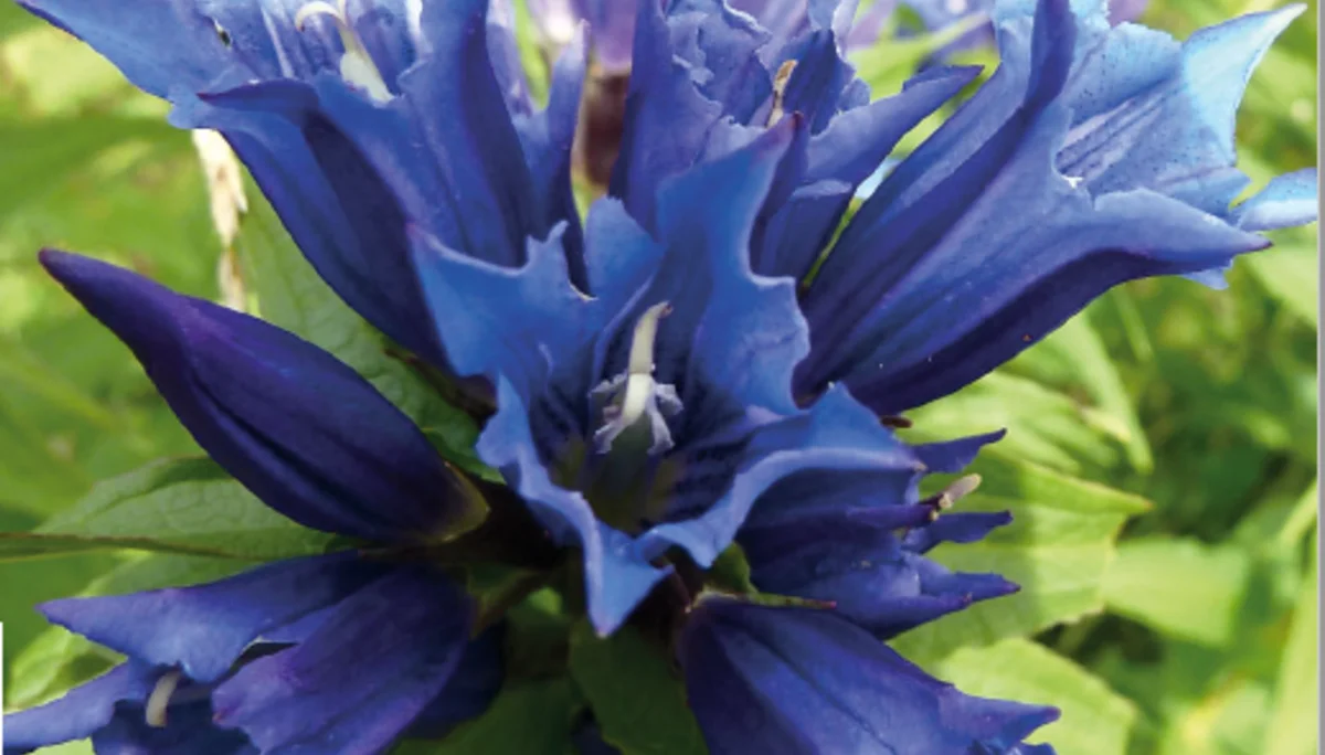 Enzian | © DAV Augsburg